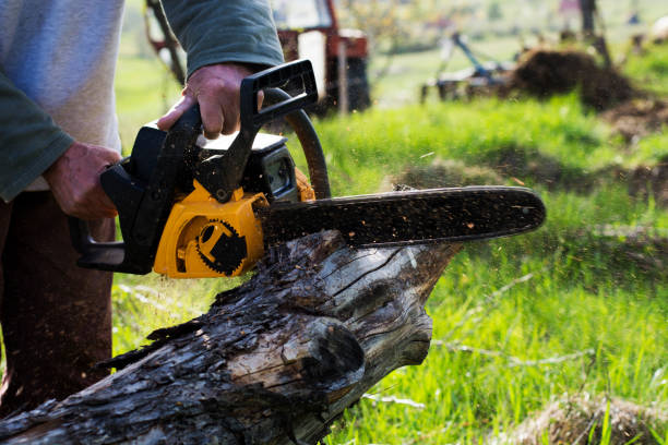 How Our Tree Care Process Works  in  Middletown, DE